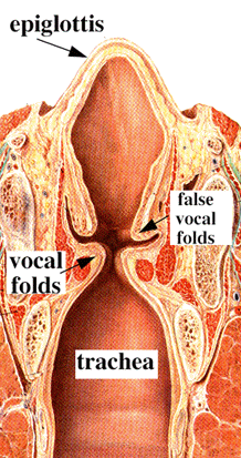 true and false vocal cords model